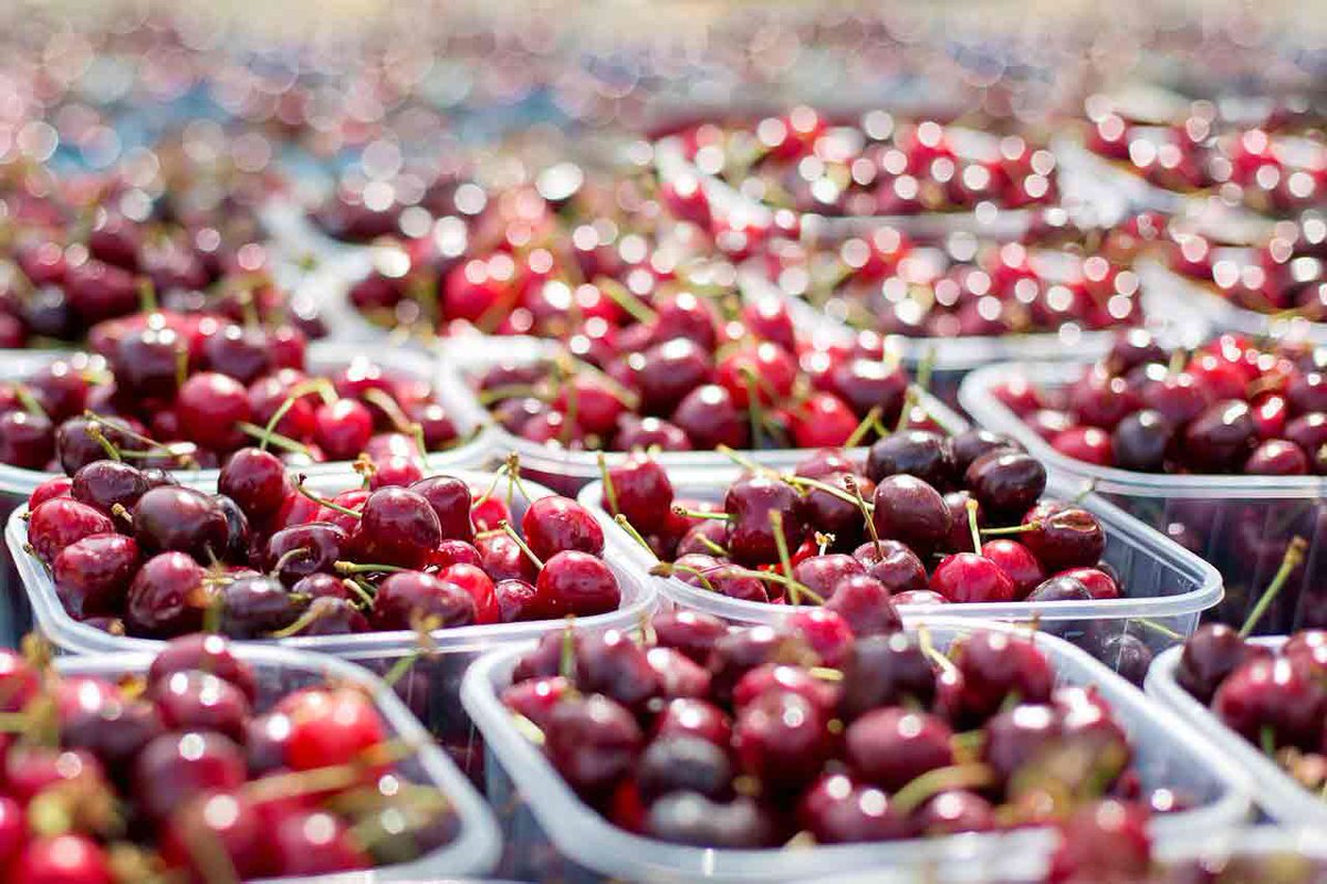 BerryInfaux's tweet photo. ALERTE INFAUX:Des cerises aussi à Saint Martin d'Auxigny. On lance le hashtag #ceriseaumarché suivi du nom de la commune.#Berry #Berryinfaux https://t.co/PL3mhEpvBl