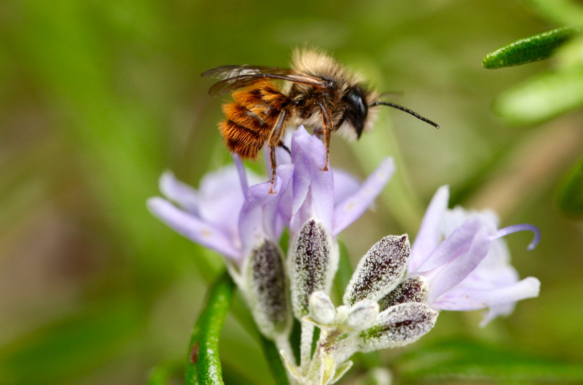 B_Strawbridge's tweet photo. "R' is for..... Red mason (Osmia bicornis) - a cavity nesting solitary bee who often nests in bee hotels #AlphabetBees day 18 #wildlife https://t.co/ns9rnYXkSY