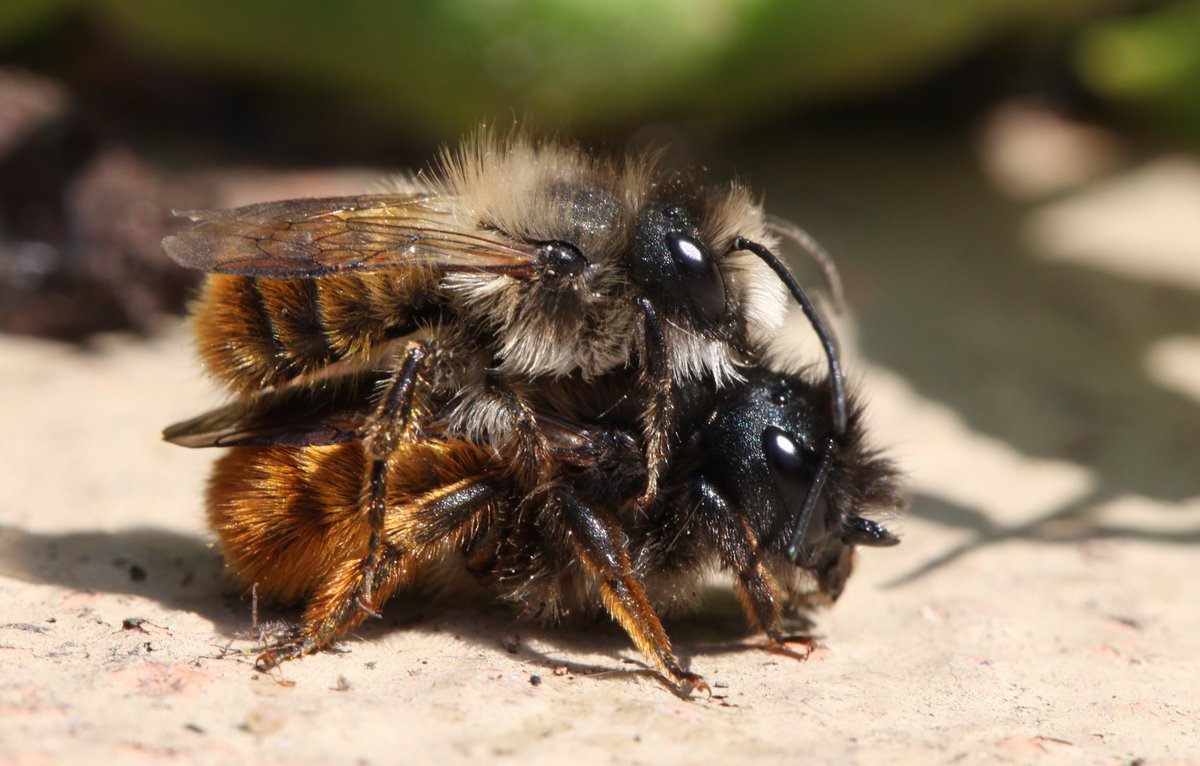 B_Strawbridge's tweet photo. "R' is for..... Red mason (Osmia bicornis) - a cavity nesting solitary bee who often nests in bee hotels #AlphabetBees day 18 #wildlife https://t.co/ns9rnYXkSY