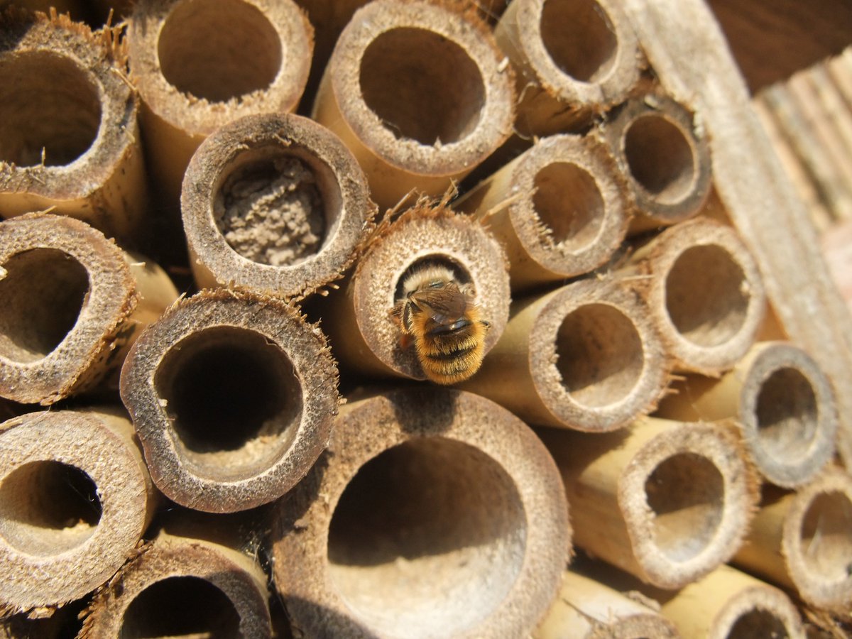 B_Strawbridge's tweet photo. "R' is for..... Red mason (Osmia bicornis) - a cavity nesting solitary bee who often nests in bee hotels #AlphabetBees day 18 #wildlife https://t.co/ns9rnYXkSY