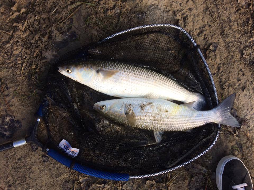 NDAnglingnews's tweet photo. https://t.co/dmFwBmmjlW
#thinlippedmullet #spinning #rivertaw https://t.co/XBkHLPZqc0
