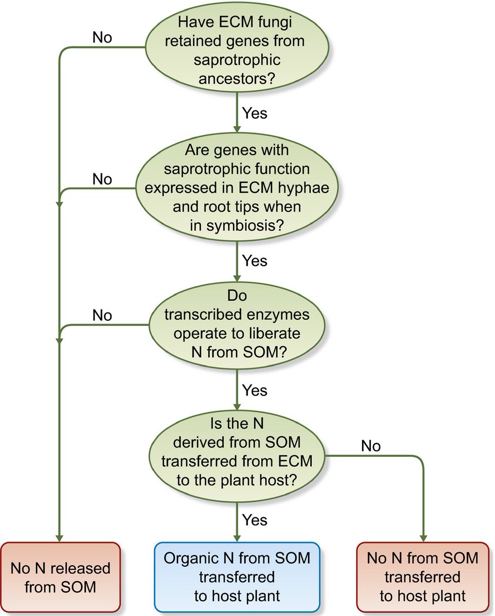 NewPhyt's tweet photo. Ectomycorrhizal fungi and the enzymatic liberation of nitrogen from soil organic matter #Tansleyinsight https://t.co/GewLqtNsi8 https://t.co/MiIQAT8h2u