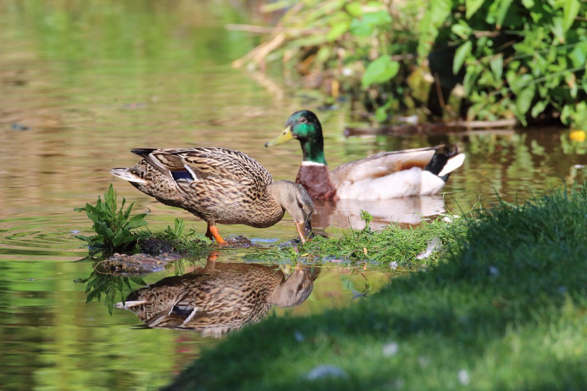 tracynoe11's tweet photo. Mallard @WilkiCameras #WilkiWeekendsBirds @NatureUK @NFUCountryside #wilkiweekends https://t.co/urhbQ1C7IT