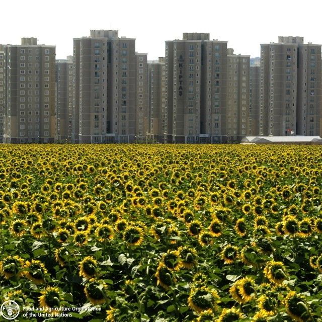 Urban #agriculture provides fresh food, generates employment, recycles urban wastes &amp; strengthens cities’ #resilience to #climatechange.