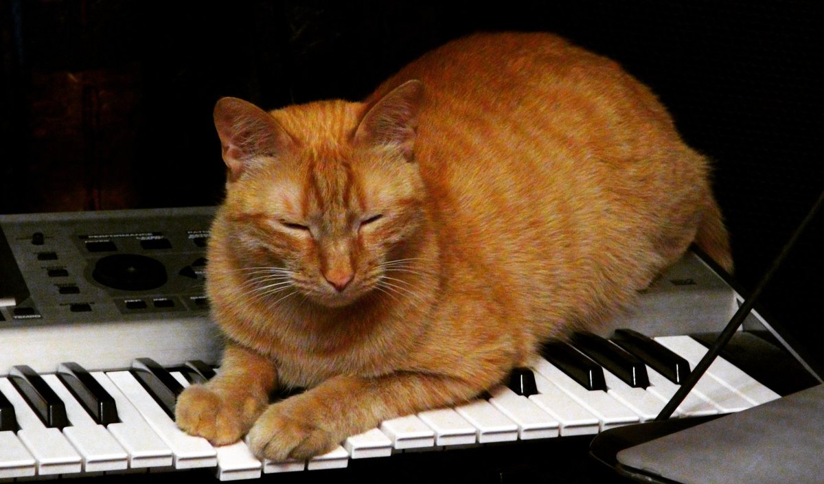 Включи кот петь. Котик поет. Кошачье пианино. Кот композитор. Кошачье фортепиано музыкальный инструмент.