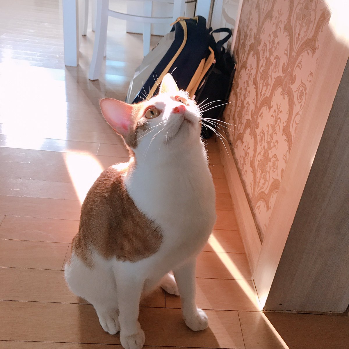 CAT_Darong's tweet photo. 오랜만이에요! https://t.co/EjLsocexuX