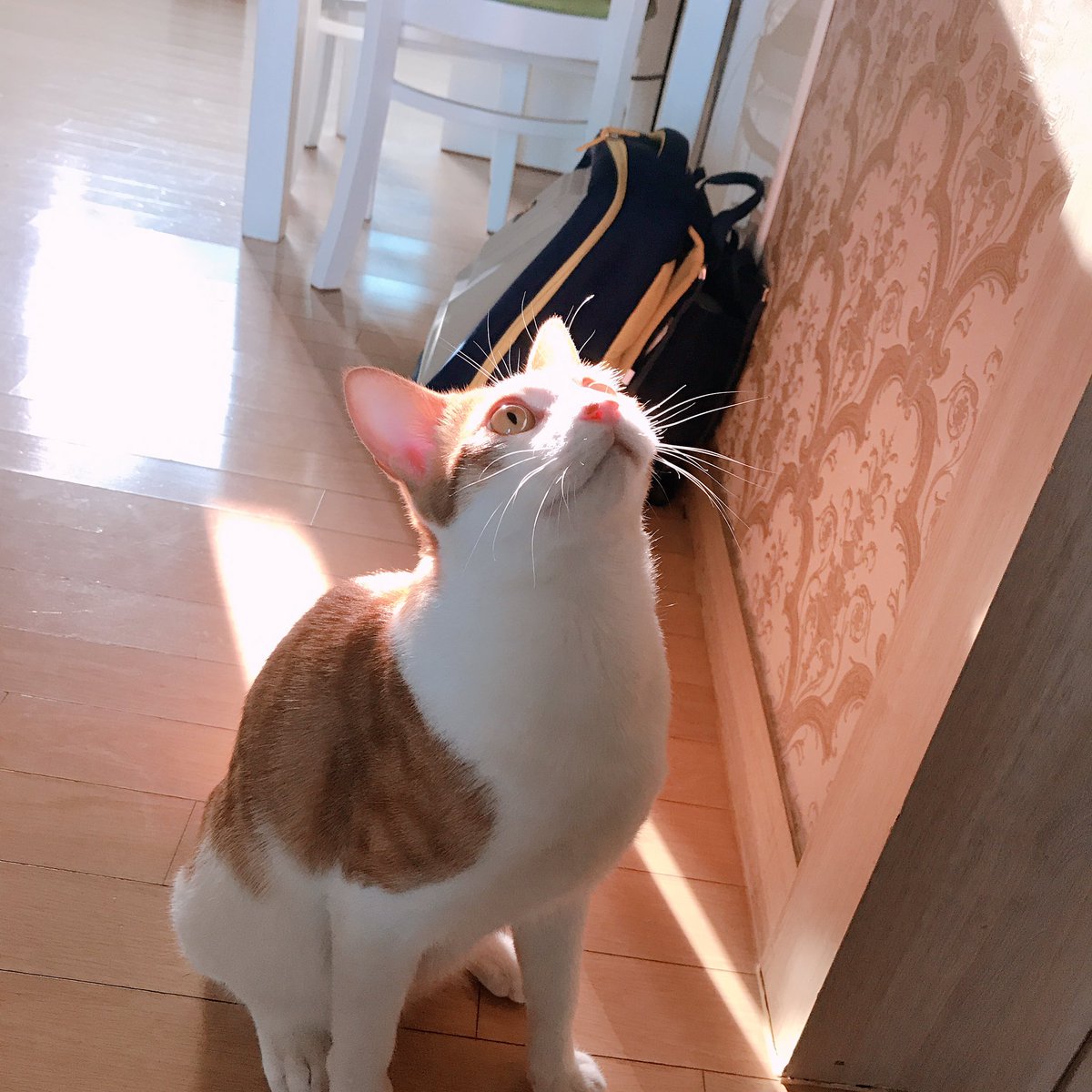 CAT_Darong's tweet photo. 오랜만이에요! https://t.co/EjLsocexuX