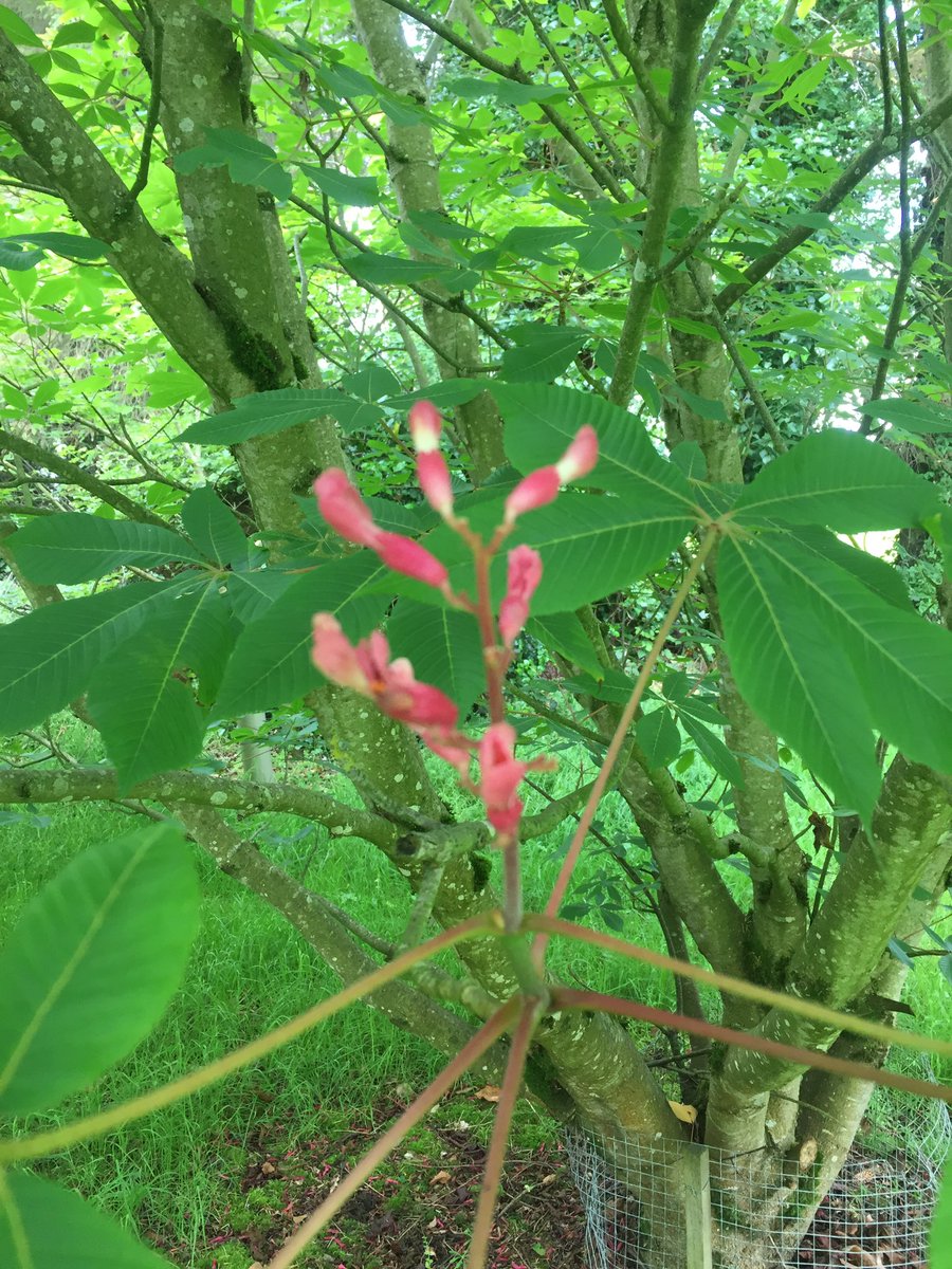 ofenton's tweet photo. #redbuckeye https://t.co/YGWBWF39SE