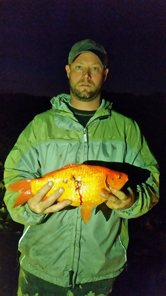 bowfanatic81's tweet photo. That gold fish you released in the river as a child . I killed it last night . https://t.co/QgAD1VXk8Q
