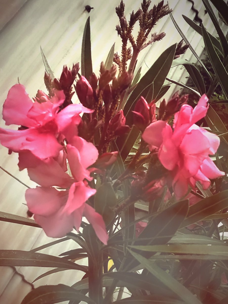 GatoGato1109's tweet photo. 曇天に夾竹桃や紅く燃ゆ

#自分で撮った写真で一句
#XnRetro #xnview https://t.co/blzDNl3krb