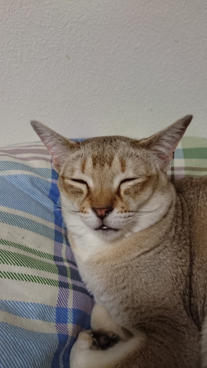 ねこのねすがた