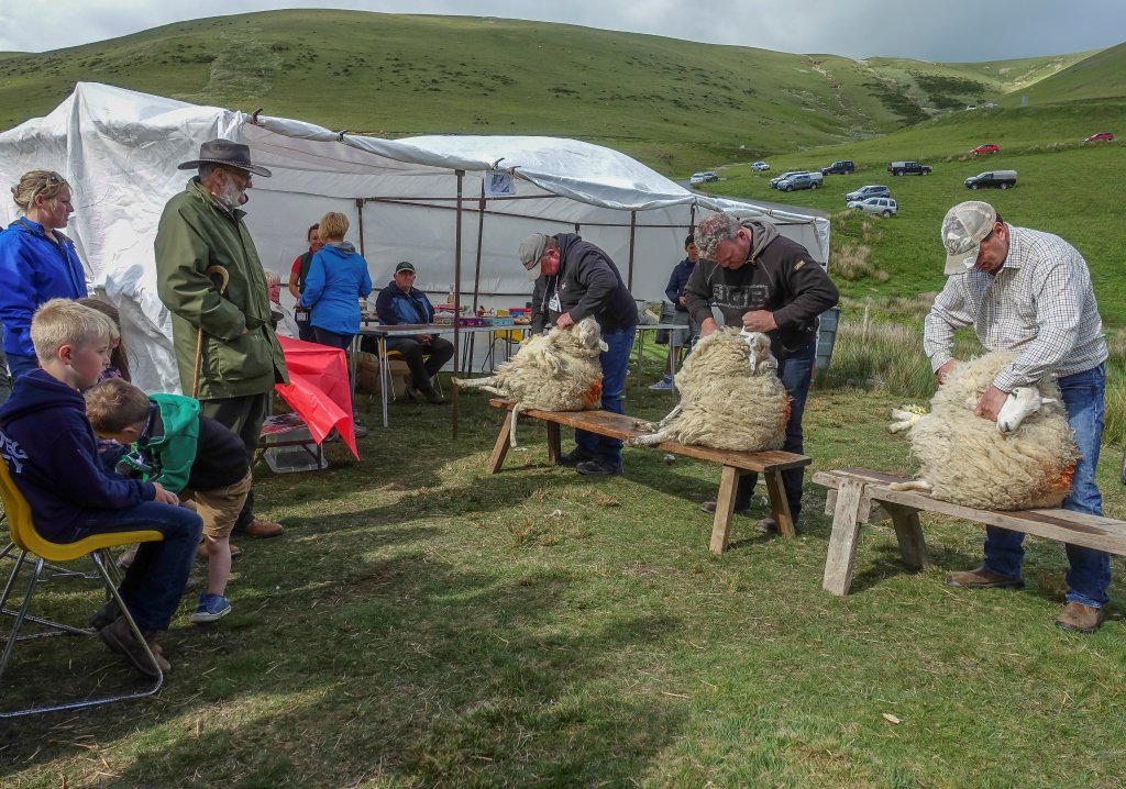 TheElanValley's tweet photo. #artof #handshearing @TheElanValley #elanvalley PontarElanshow @sheep_farmers @WelshUplands @FairnessUplands @realfarming @FarmingConnect https://t.co/Y0LUxzznau