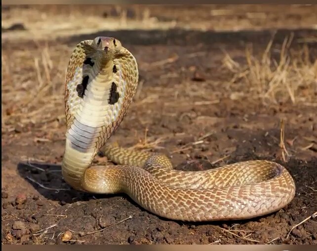 For_DeepWeb's tweet photo. Zehirli bir yılanın başını kestikten saatlerce sonra hala refleks lerini korur. https://t.co/hA8wUvX6FJ