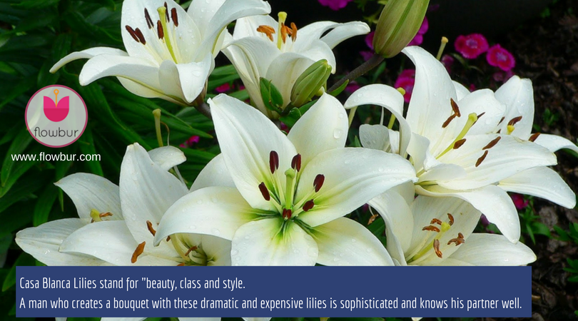 flowbur's tweet photo. Casa Blanca lilies typically stand for beauty, class and style.
#expensive #lilies #flowers #casablanca #1800flowers #proflowers #flowbur https://t.co/Kqj47WGxth