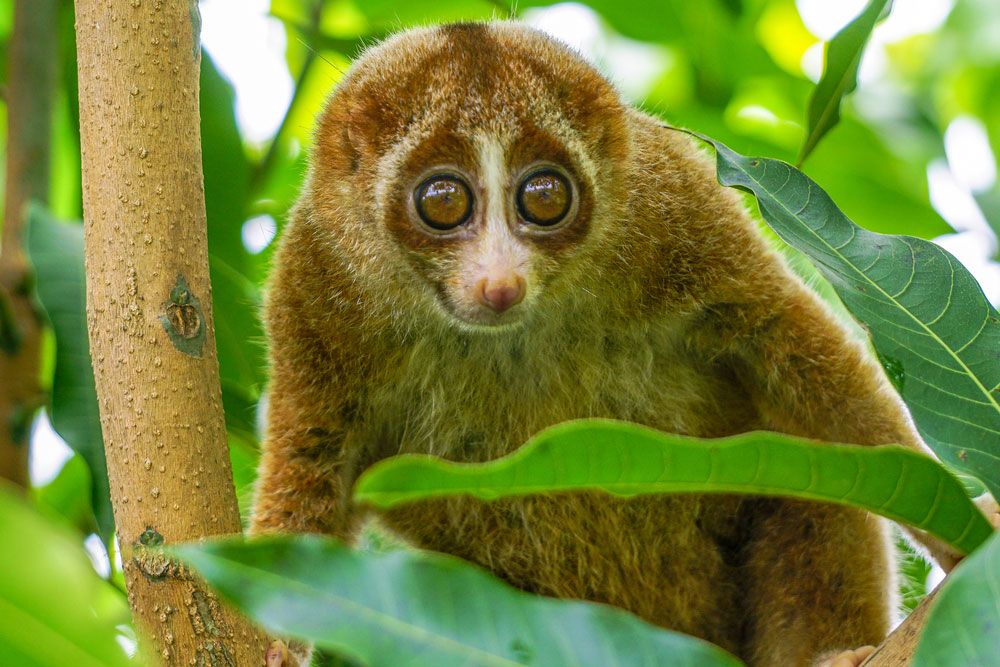 #58 Slow Loris

Slow lorises have a toxic bite by licking a gland on their arm, the secretion is activated by mixing with saliva.