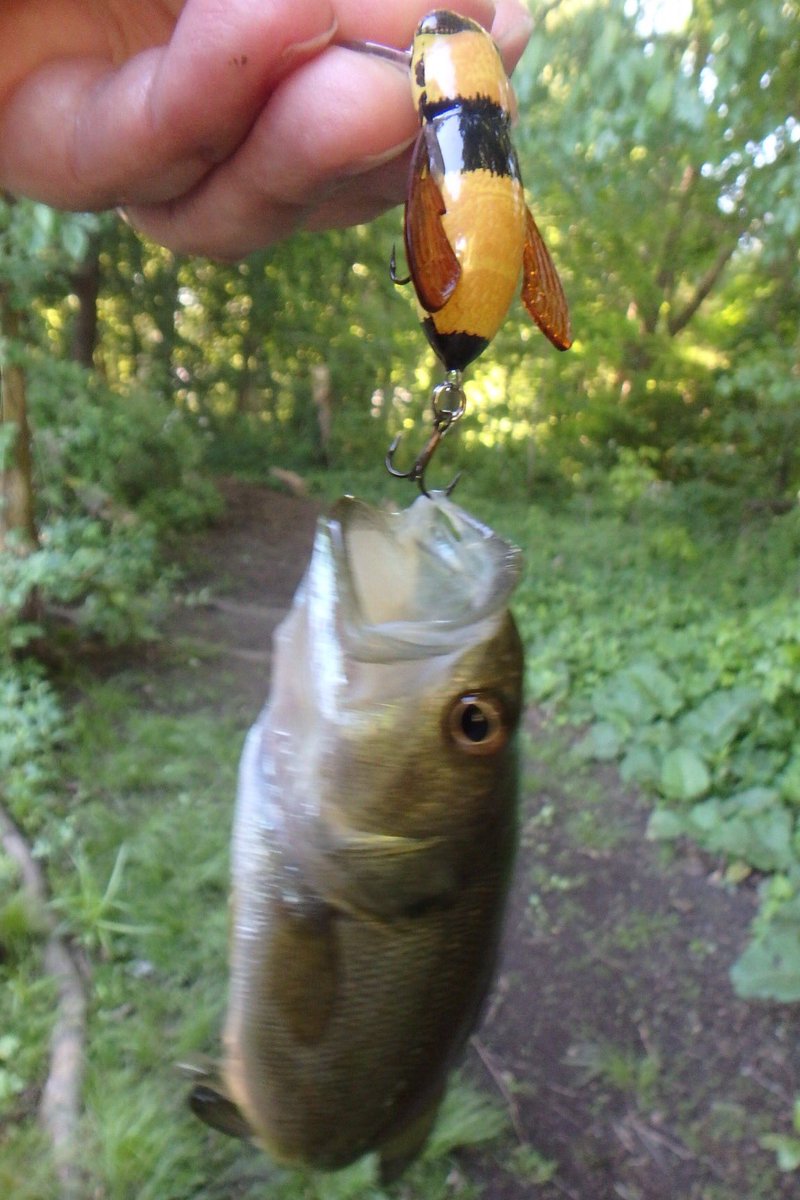 shyamazaki69's tweet photo. 子バス、ごめんなさい!
#rebellures #bumblebug https://t.co/EnnGSpuUgj