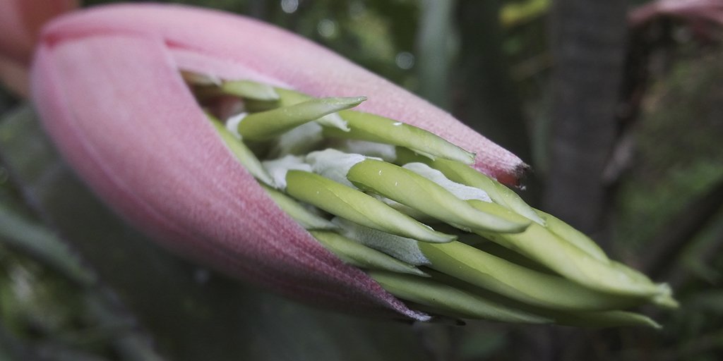 LasCorocoras's tweet photo. Ya está brotando la #FlorDeJunio en nuestro Jardín!
Todo un espectáculo de la #Naturaleza
#Bromeliácea #Belleza #Contemplación #Parque #Ccs https://t.co/Mxcx8jKVMX