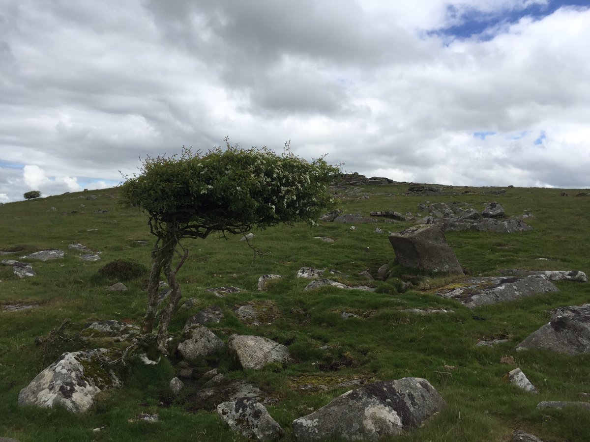 AltarnunCott's tweet photo. Lovely walk through #Halvanna and onto #foxtor on #bodminmoor. 360 views fab. Less than a mile from #hillcottage. https://t.co/CeWmiF8lC9 https://t.co/3LLNjd3Xuv