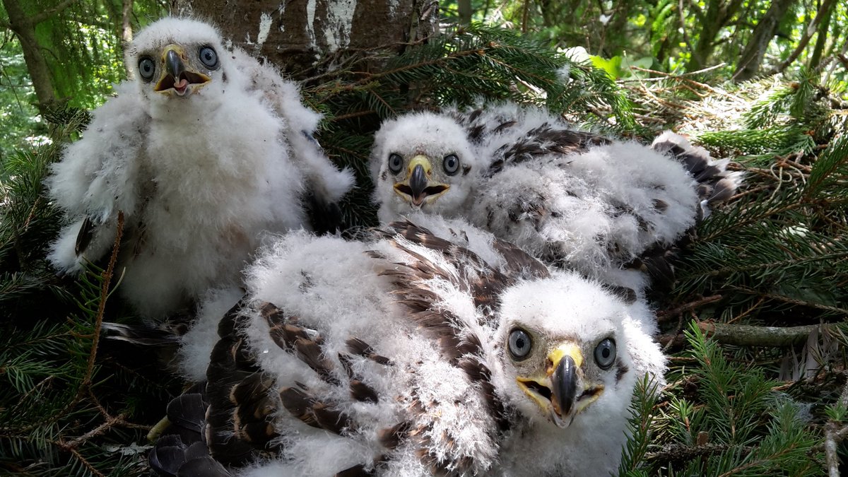 Weer 3 hosten beklommen vandaag in #kuinderbos totaal 4 jonge buizerds en 3 havikken