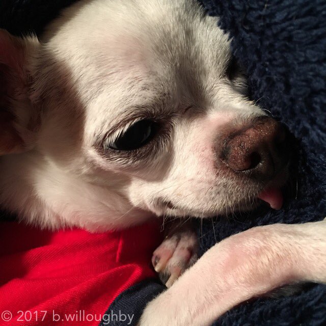 LinkedSouls's tweet image. Relaxing Sunday...