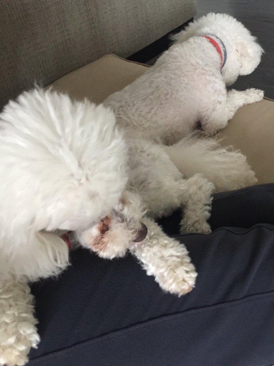 BethHMcLeod's tweet photo. My view right now: surrounded by my boys.Miss their little spark Daise. It's pile on Mom-time. I get 2 see Daise 🙏🏻🙏🏻Good news 🤞❤️ https://t.co/Gg95uZkZPw