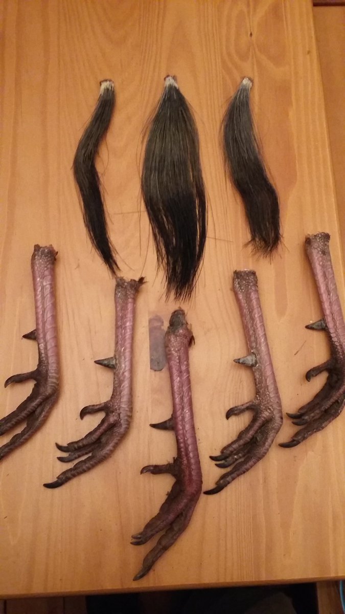 MoonshinerMo's tweet photo. That boy can kill em too. #springgobbler  
9 3/4, 10 1/2, 11 1/2 inch beards. All 3 over 20lbs #vamountaintoms https://t.co/reJreL9ZCK