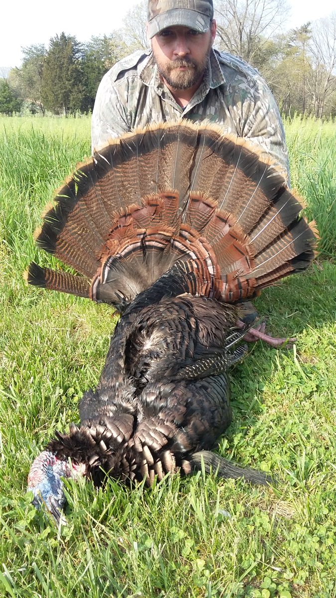 MoonshinerMo's tweet photo. That boy can kill em too. #springgobbler  
9 3/4, 10 1/2, 11 1/2 inch beards. All 3 over 20lbs #vamountaintoms https://t.co/reJreL9ZCK