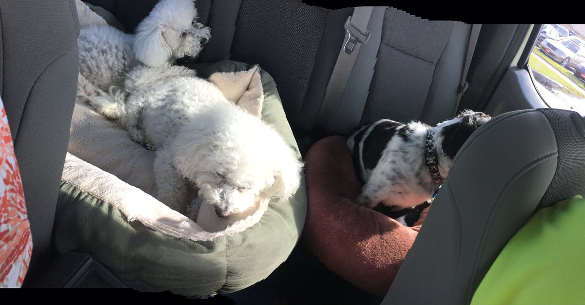 Sandy_Mackey's tweet photo. Taking the #devilstrifecta for a drive. #barkitybarkbarkbark https://t.co/tFcOpguk5C