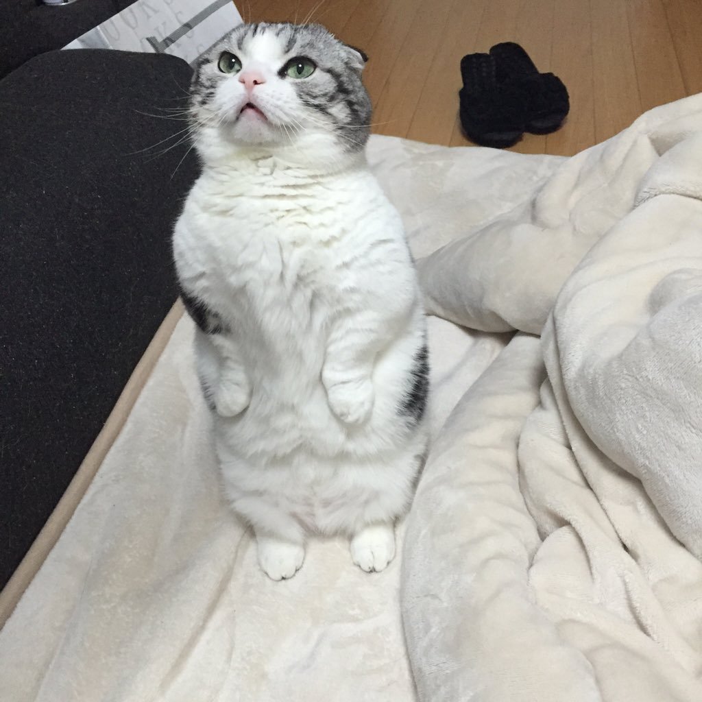 癒し 動物動画 癒し動物 あくび
