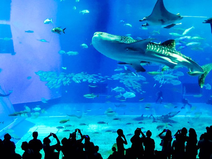 美ら海水族館のtwitterイラスト検索結果 古い順