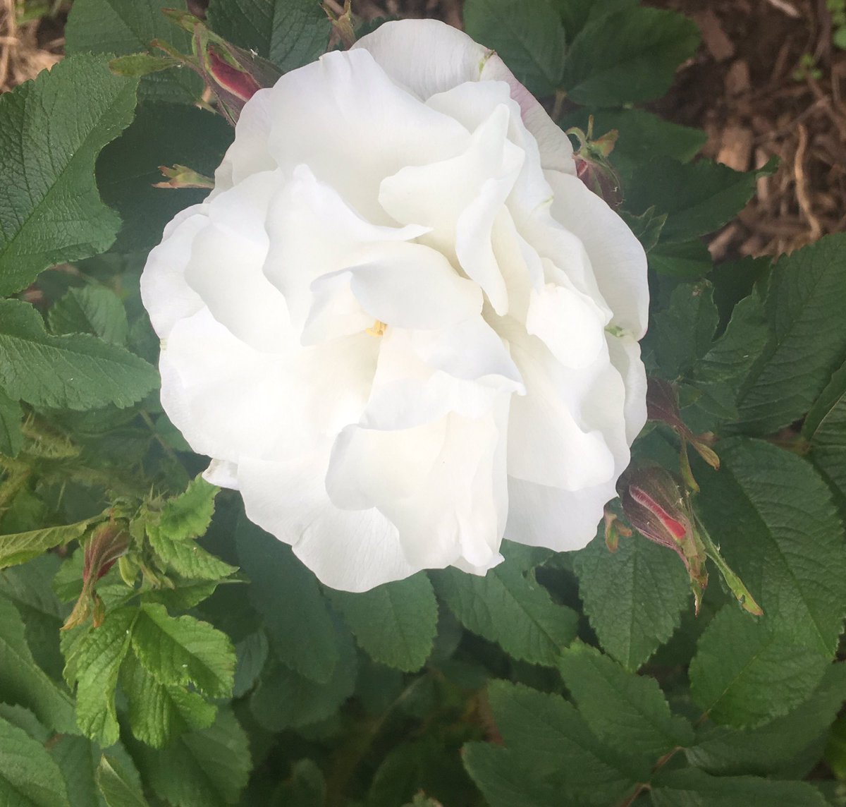 sherryrshoblom's tweet image. First rose of the summer!