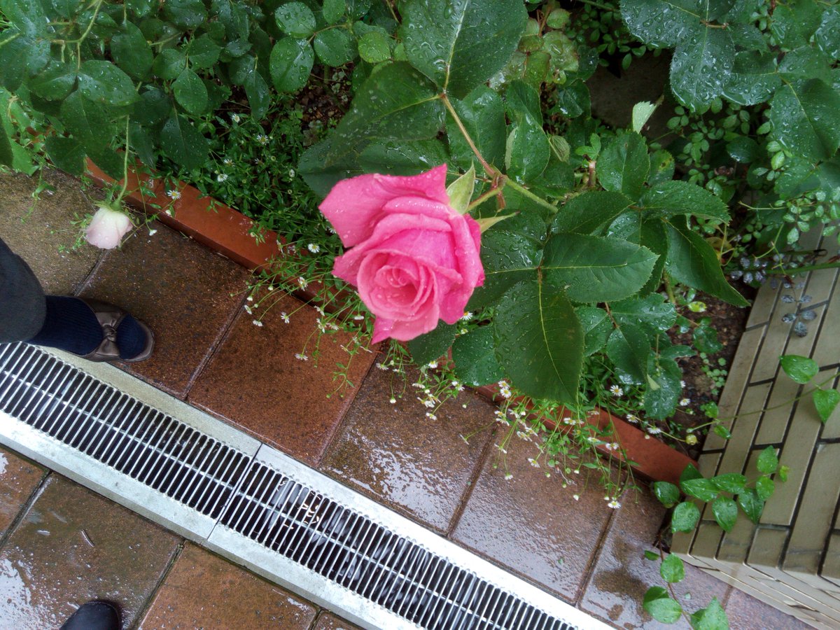 イングリッシュコテージ バラが咲き始めました 煙突のてっぺんについている雨よけが吹き飛ばされました イングリッシュコテージ バラが咲き始めました 煙突のてっぺんについている雨よけが吹き飛ばされました