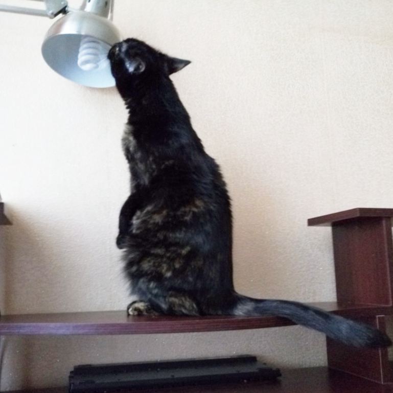 sima_thecat's tweet photo. ЭЛЕКТРИКА ВЫЗЫВАЛИ? 😸🔌
💡💡💡💡💡💡💡💡
#hellolamp #electricianatwork #cat #cats #simathecat #кошка #котейка #котэ #кототвит #КошкаСима https://t.co/5NrrifHBGx