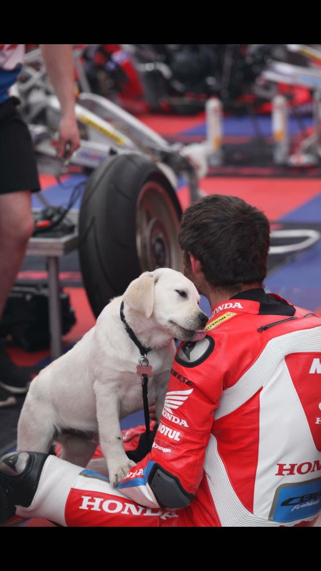 Scottphysio's tweet photo. Sounds like Steve the puppy is a big hit in the TT paddock 😁#dogsofTT https://t.co/YZEM4CP37q