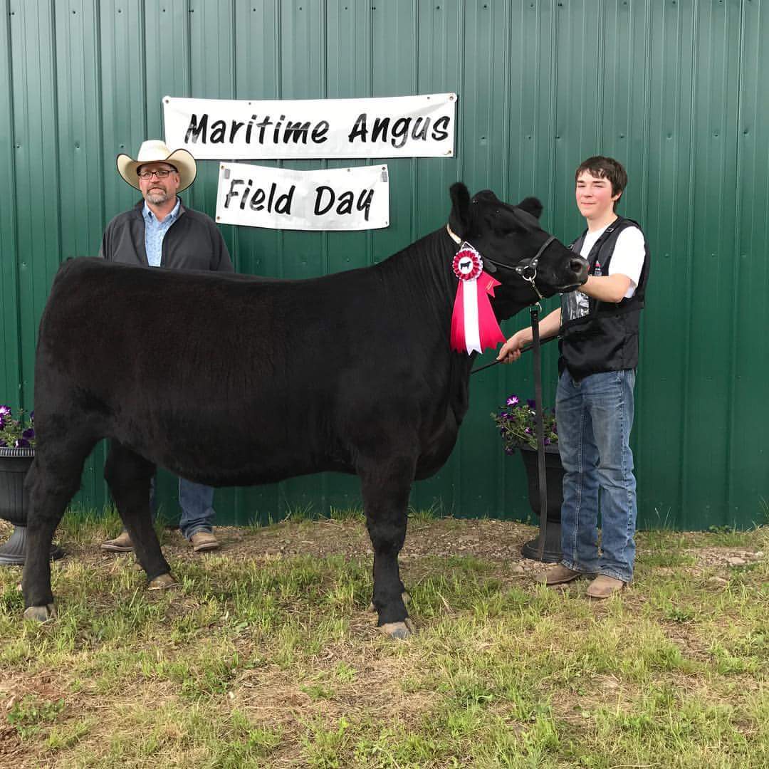 nathangreeno's tweet photo. NicNat Skittles Insight 25D. Grandchampion heifer at maritime field day @DuncanLivestock @cdnangus https://t.co/M9IvmlWxvx