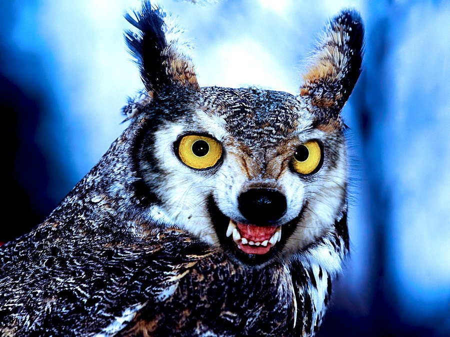 Quotenschwedin tweet media