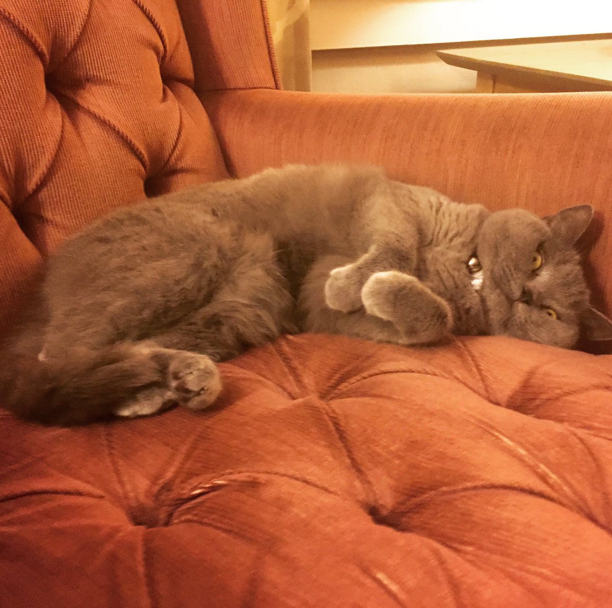 Sopheemie's tweet photo. #catlife https://t.co/69GAFHsrfv