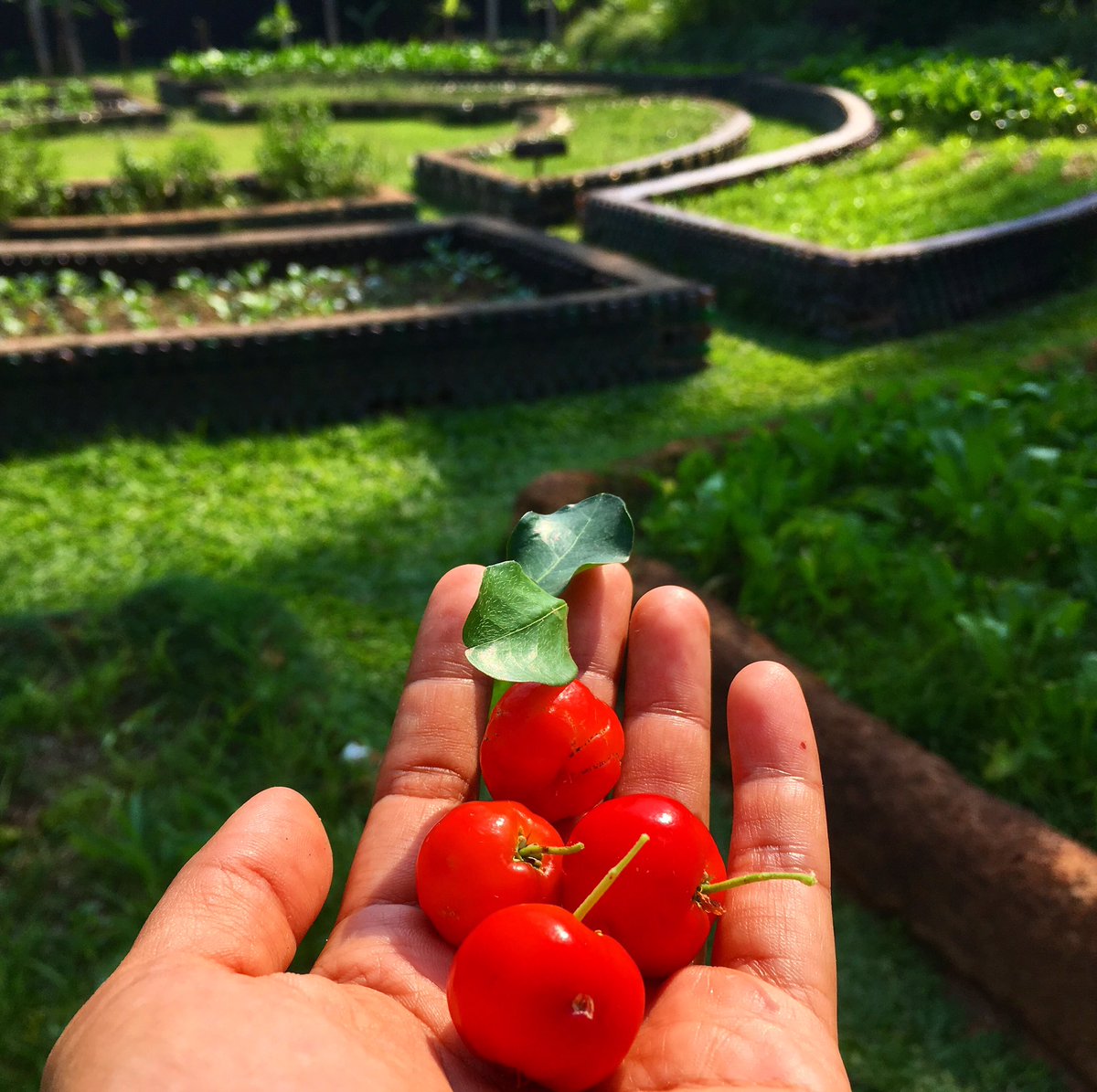 BestieCoconut's tweet photo. #acerolacherry from #organicgarden #highvitaminc #goodforhealth 💕#อเซโรล่าเชอร์รี่ #วิตามินซีสูง #ดีต่อสุขภาพ https://t.co/eewzmqnoUA