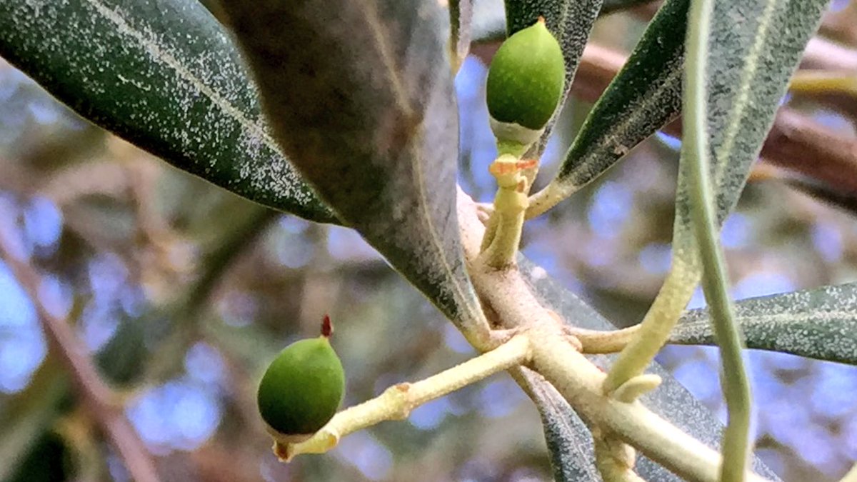 infOlivo's tweet photo. Cornicabras toledanas. #olivotoday por @olivo_virtual https://t.co/5ge2EdQuRx