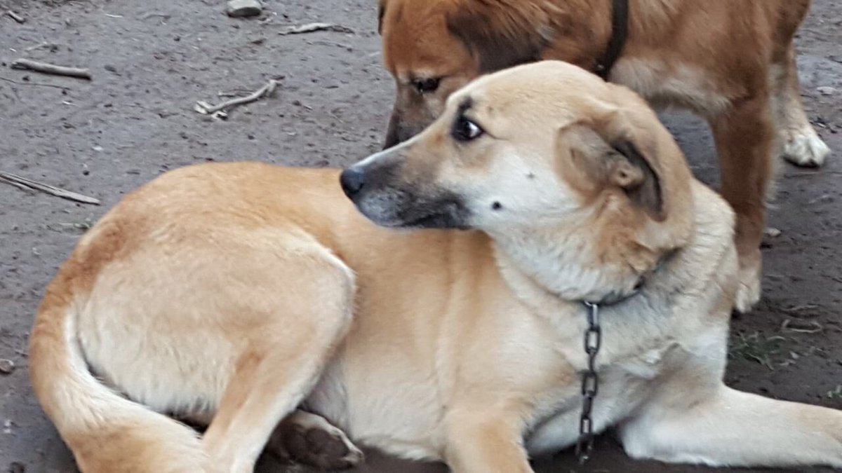 Alguien que pueda hacer traslado de una perrita? Desde peñalolen a melipilla (pago claramente) porfa RT