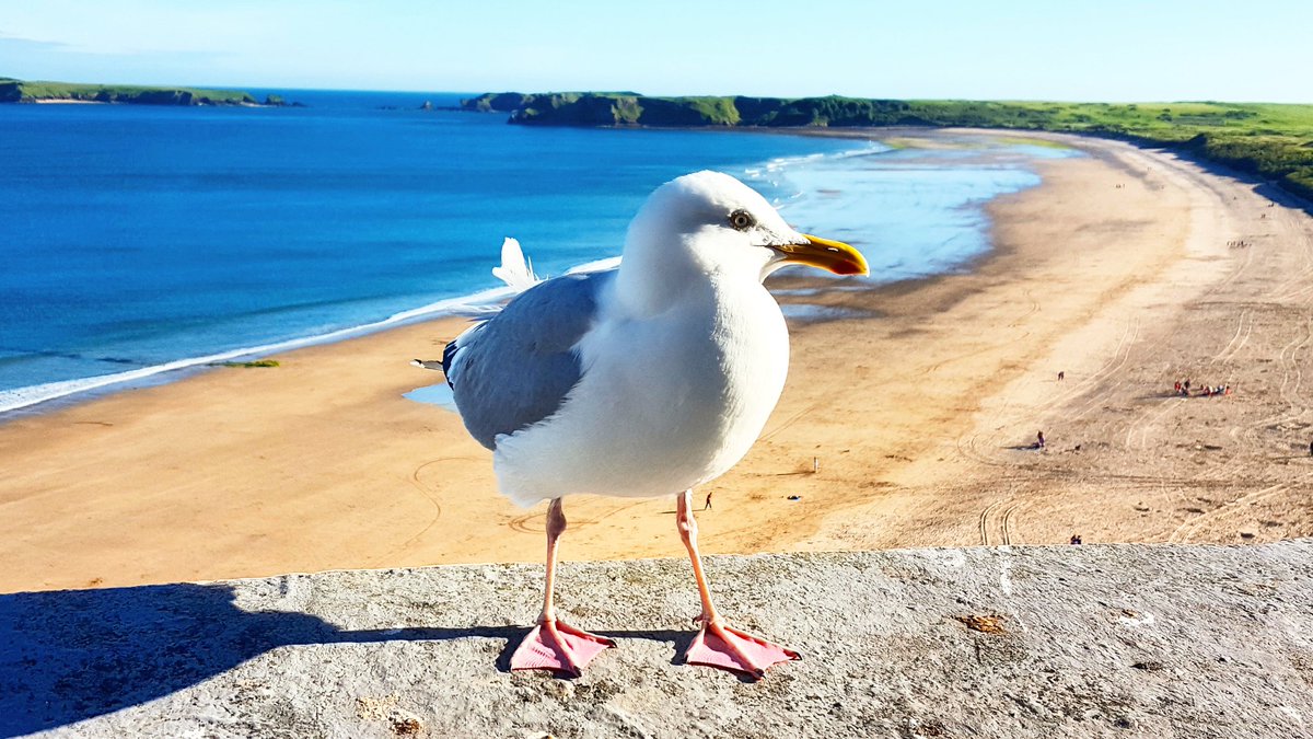 its_llew's tweet photo. Was only in Tenby an hour or so and we made a friend. We named him Steven
#tenby #stevensegull #segull #seabird #bird #scavenger https://t.co/SpbUngas9m
