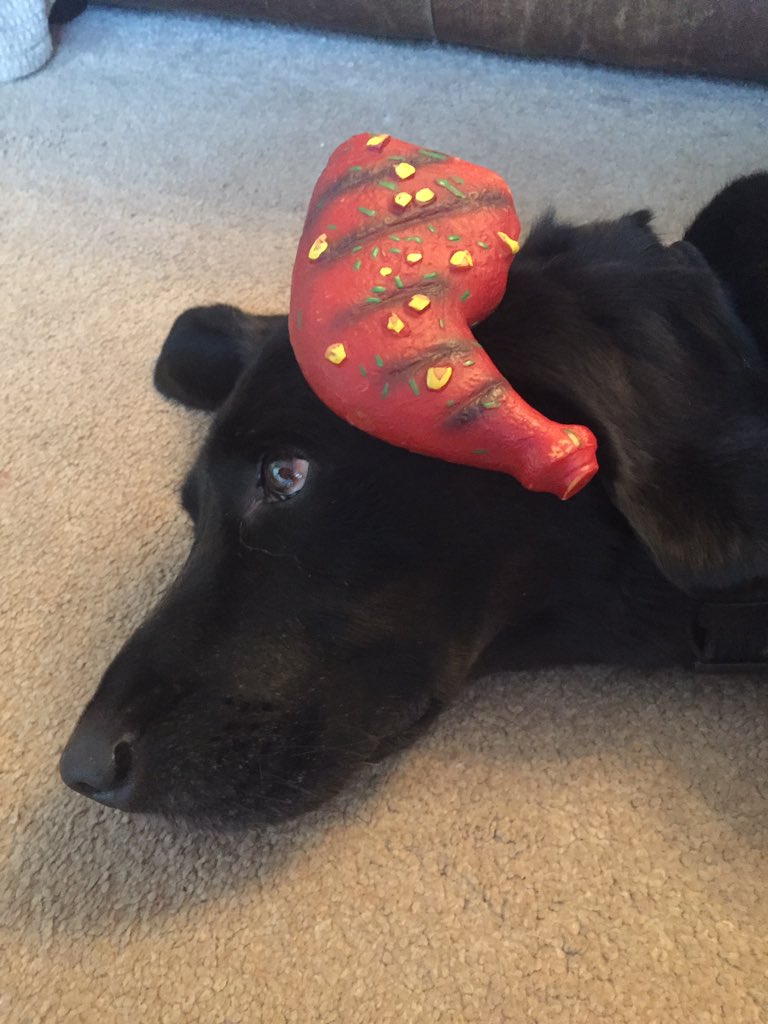 HHDogTraining's tweet photo. @joshanddouglas Wanted to do a copy pic but couldn't find the doughnut 🍩 toy lol... https://t.co/1K3VdEEaJx