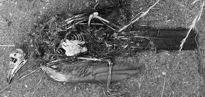 MusicByResin's tweet photo. And this happens next #dead #naturephotography #notmuchleft #dark #resin https://t.co/DlhnNxgzbW