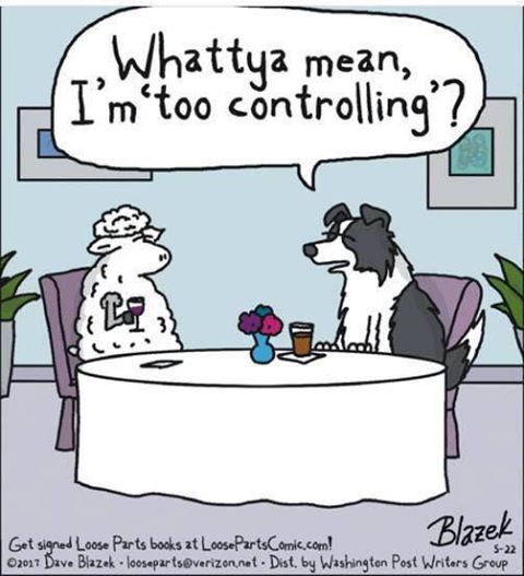 jaltson's tweet image. #sheephumor