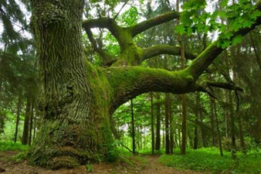 brighthorse's tweet photo. morning wood https://t.co/90UEF5GfG9