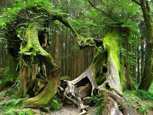 brighthorse's tweet photo. morning wood https://t.co/90UEF5GfG9