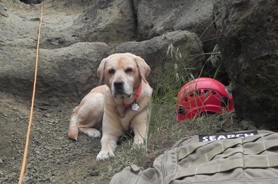 KamloopsSAR's tweet photo. This gorgeous pup is nearly ready to retire after roughly 8yrs w/ #Kamloops #searchandresuce. How many searches do u think Juno has been on? https://t.co/kuuoDMJPyc
