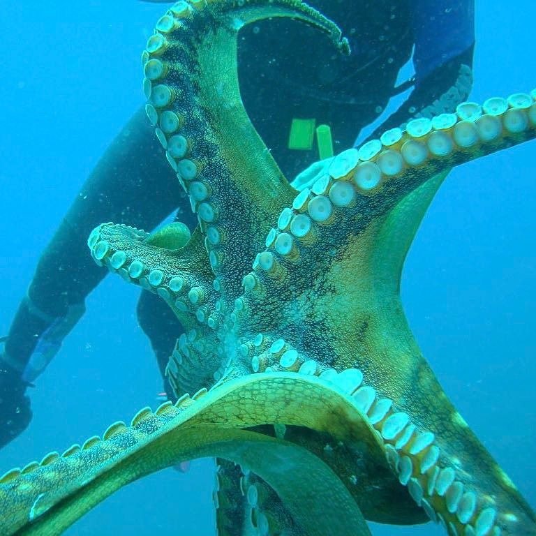 jwscubadiver's tweet photo. Happy octopus!

#scuba #Hawaii #Gopro customers #diving with #octopus #octopusdance #deepblue #deepbluediving #hap… https://t.co/4PJ0fPaQEd https://t.co/lt30jMNWUo