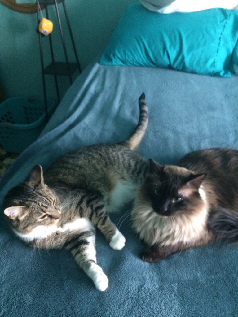 anab_kit6's tweet photo. Happy national hug your cat day!! #HugYourCatDay https://t.co/M5HU9tfFHf