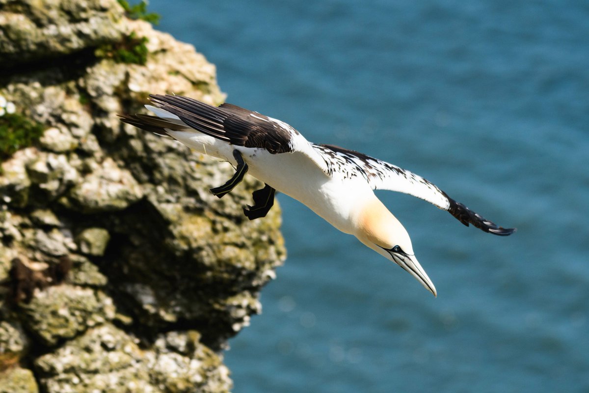 eddyedwards6859's tweet photo. @WilkiCameras #WilkiWeekends #WilkiWeekendsBirds taken at Bempton Cliffs. Can't win if you don't enter #gannet https://t.co/z5N2oJeUL5